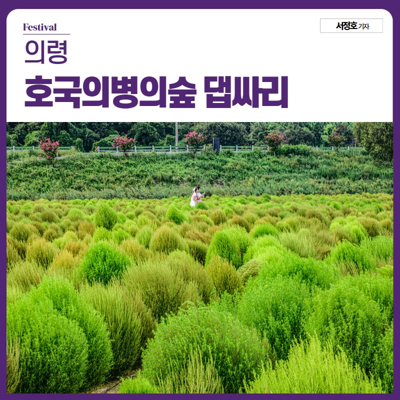 경남 의령 호국 의병의 숲 가을꽃과 댑싸리 축제 가보니