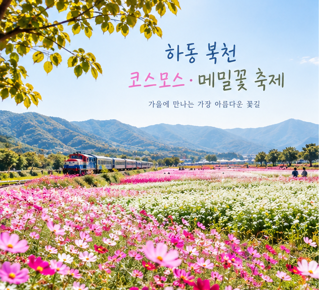 하동 북천 코스모스 메밀꽃 축제, 가을에 꼭 가볼 만한 경남 꽃축제