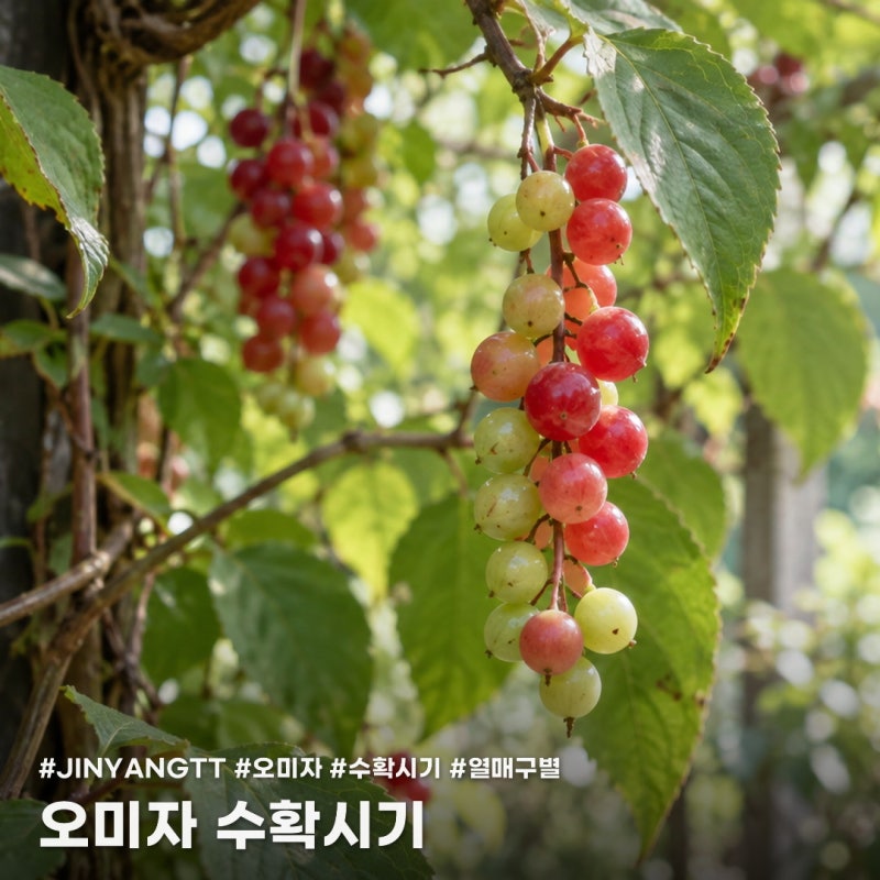오미자 수확시기는 언제? 덜 익은 열매 구별하는 법