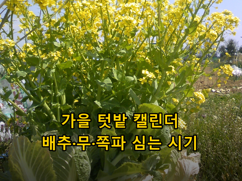 가을 텃밭 심기 좋은 채소, 8월 말~9월 파종 캘린더와 김장 배추 모종 심기