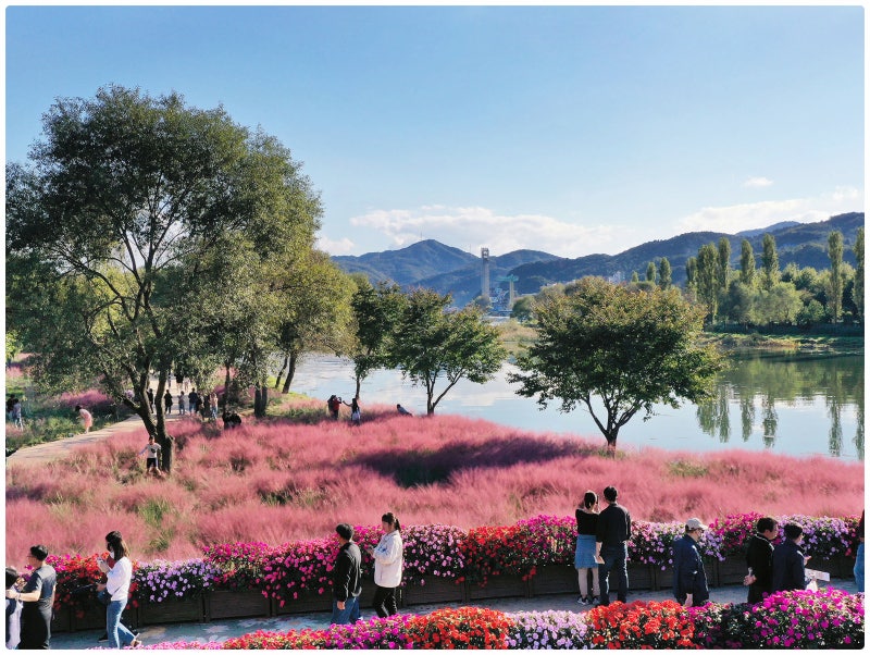 가평 자라섬 남도꽃정원 가을 꽃축제 | 2026 Colorful Garden 자라섬 꽃 페스타