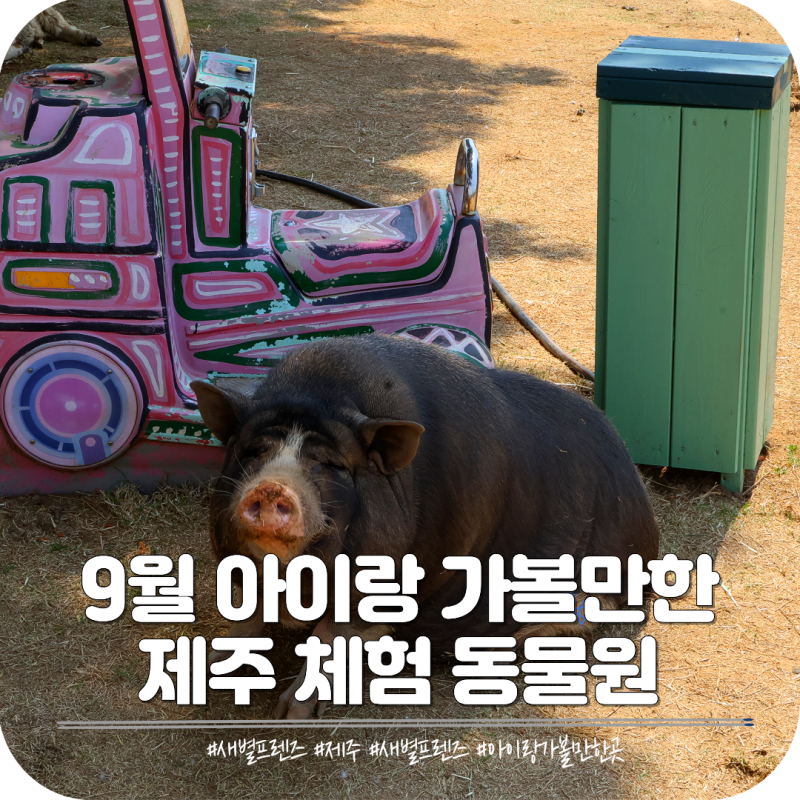 제주도 9월 아기랑갈만한곳 애월 동물과 교감하는 새별프렌즈