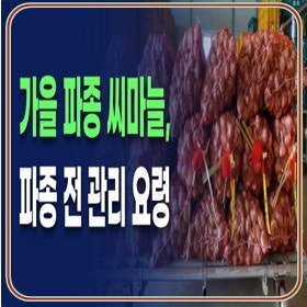 가을 파종 씨마늘, 파종전 관리 요령