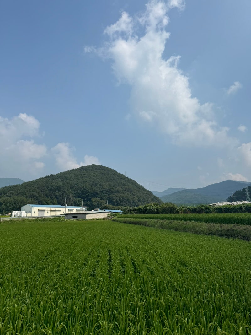 상속받은 농지, 공시지가로 신고하면 나중에 양도세 폭탄 맞아요