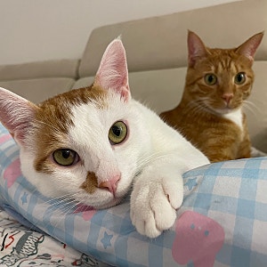 고양이 허피스 눈병 원인과 증상, 치료 및 관리 방법 총정리