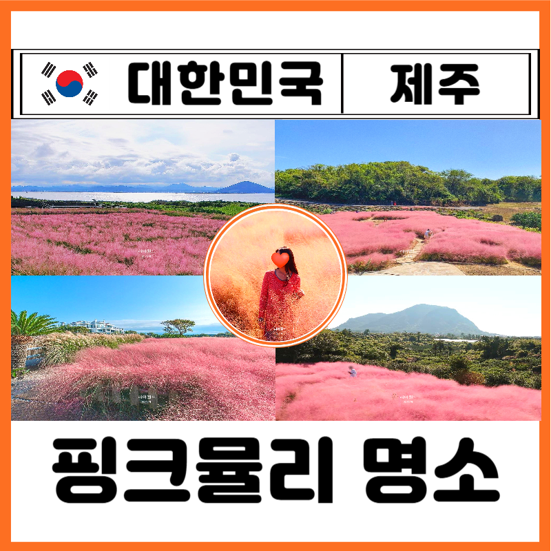 제주 핑크뮬리 명소 개화시기 축제 무료 휴애리 카페 9월 10월 가을 여행 코스 끝판왕 찐후기