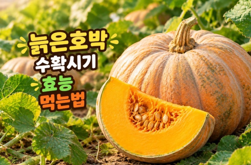 늙은 호박 수확 시기 효능 먹는 법 맷돌호박과 구별하는 법