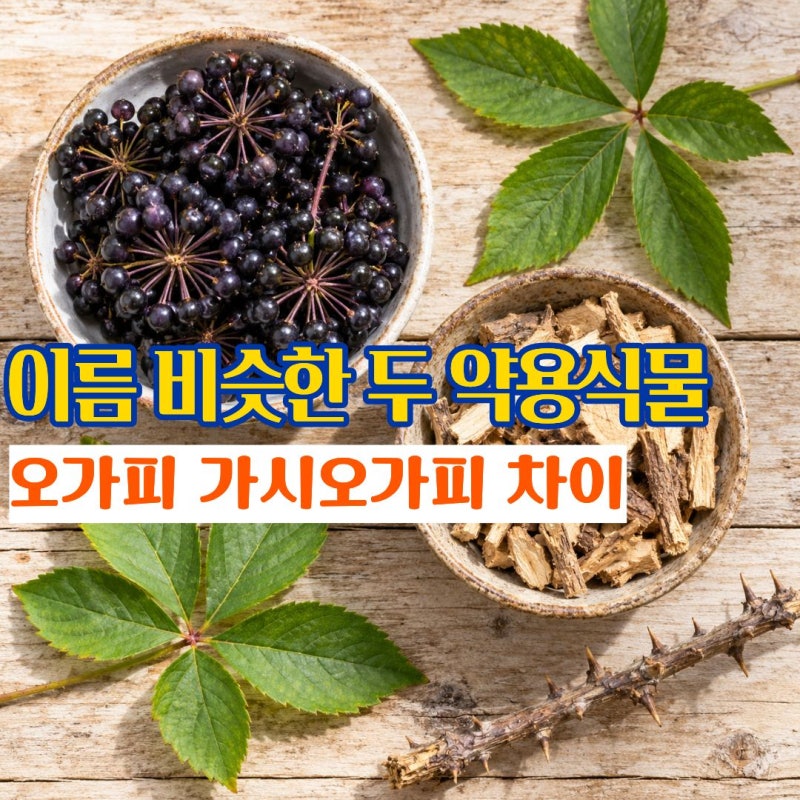 가시오가피효능 부작용 까맣게 익은 오가피열매 차이 및 먹는법