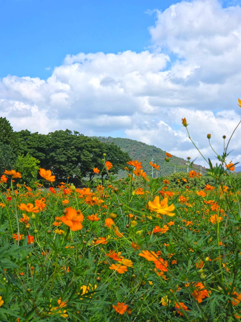 [경주] 9월 가볼만한곳 경주 분황사 꽃밭 | 황화코스모스 만개, 백일홍·배롱나무까지 (26.09.08 ....