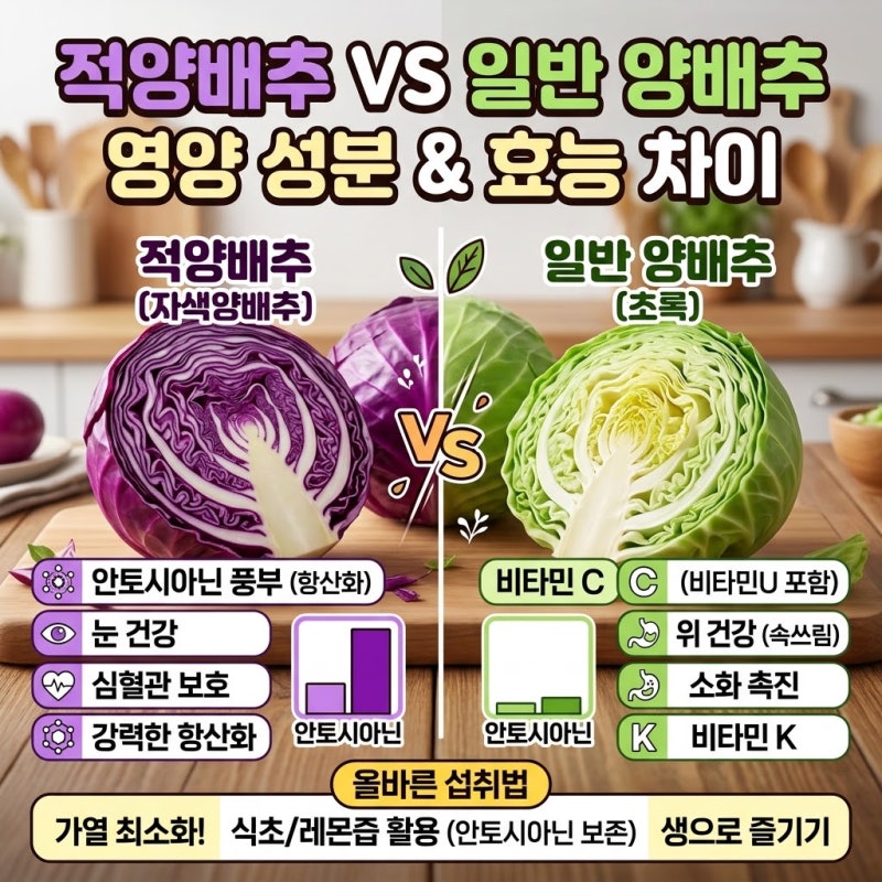 적양배추 효능과 일반 양배추 영양 성분 차이 및 올바른 섭취법