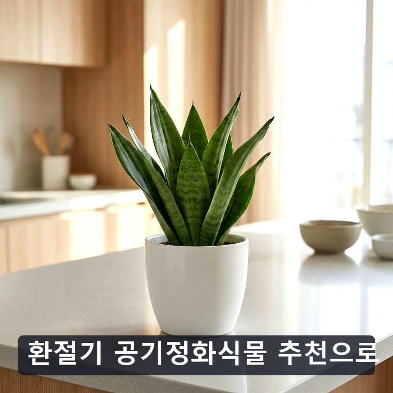 공기정화식물 추천으로 거실 분위기 살리는 방법 정리