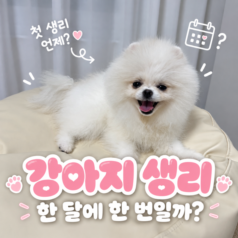강아지 생리 주기도 한 달에 한 번? 첫 생리 시기와 기간 증상까지