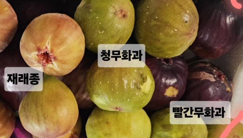 무화과보관방법.영암 무화과"빨간무화과.청무화과.재래종무화과"중 가장 맛있는 무화과는?