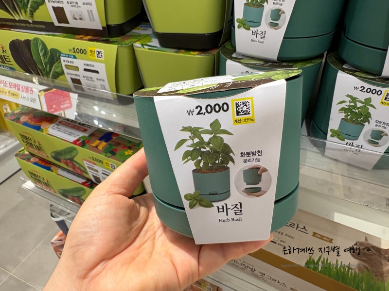 다이소 스위트 바질 키우기 바질 씨앗 화분 초보식집사 꿀템