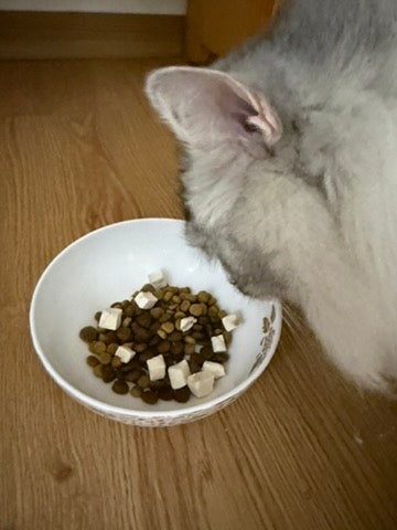 입짧은 고양이 간식 동결건조 미니 트릿 저염트릿 아기 고양이간식 동결건조 큐브 보양식 추....