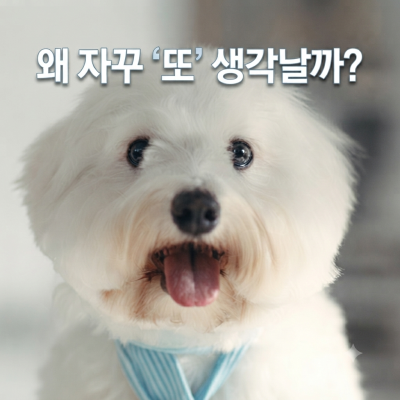 임영웅 노래에 자꾸 ‘또’가 나온다…듣고 나면 이상하게 생각나는 ‘또또’