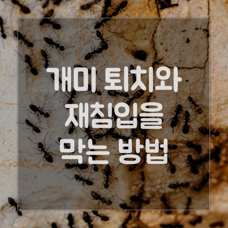 개미 퇴치와 재침입 방지 방법