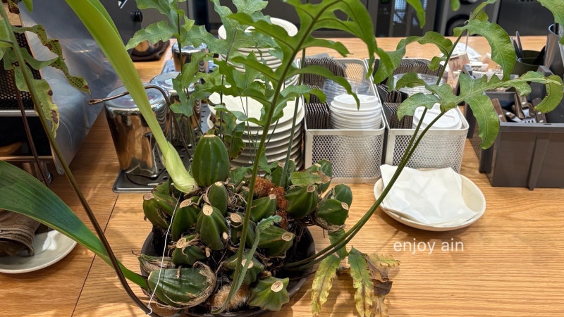 강남역 카페 알렉산더 커피 워크 핸드드립 커피
