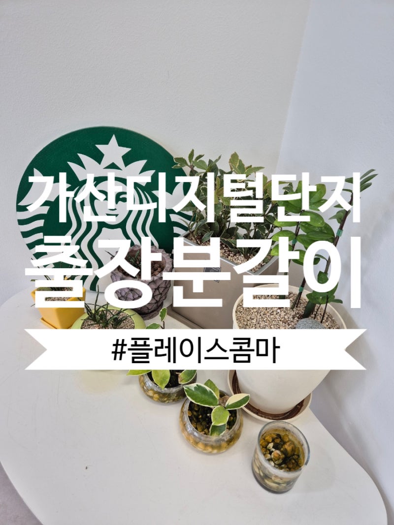 금천구 가산디지털단지 출장분갈이｜사무실 대형화분 흙갈이와 식물 정리