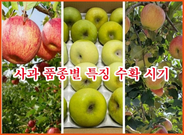 사과 품종별 특징 수확 시기 당도 저장 기간, 홍로 부사 시나노골드 시나노스위트 오토메 루....