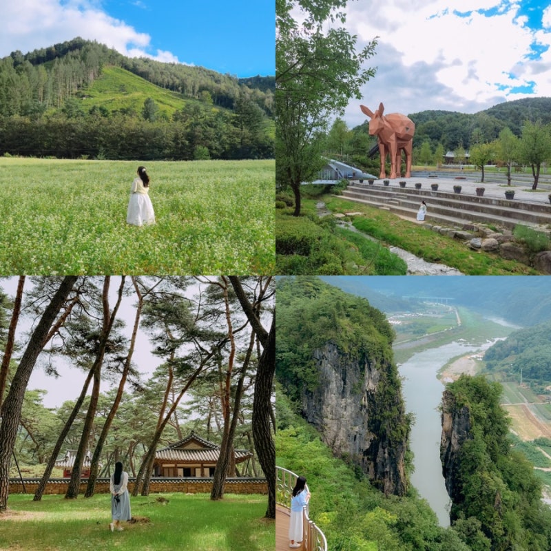 평창 영월 가볼만한곳 1박2일 여행코스 효석문화제 메밀꽃 청령포 등