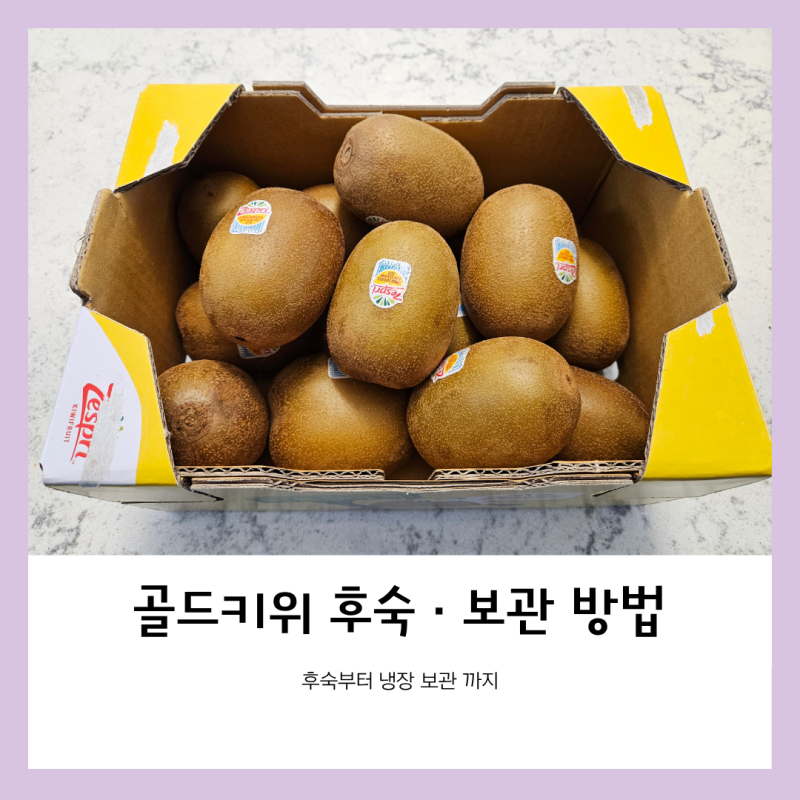 골드키위 한 상자 샀다면 이렇게 보관하세요 후숙부터 냉장 보관까지