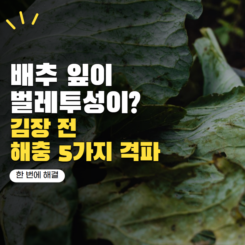 배추 키우기 잎이 벌레투성이가 됐다면? 김장 전 꼭 잡아야 할 해충 5가지