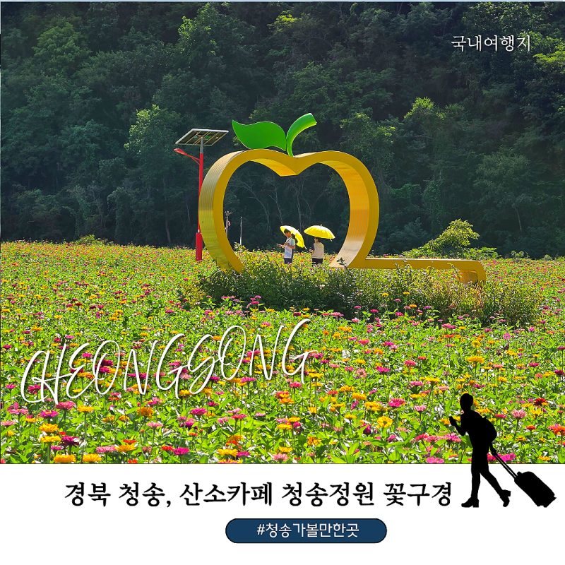 청송 가볼만한 곳 산소카페 청송정원 1억 송이 백일홍 꽃밭 가을 여행