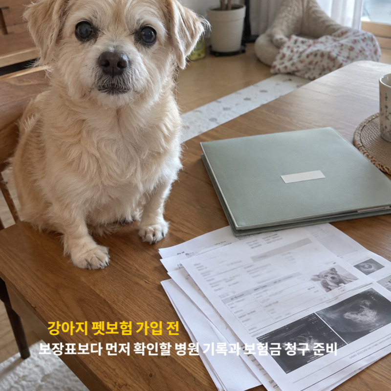 강아지 펫보험 가입 전 보장표보다 먼저 확인할 병원 기록과 보험금 청구 준비