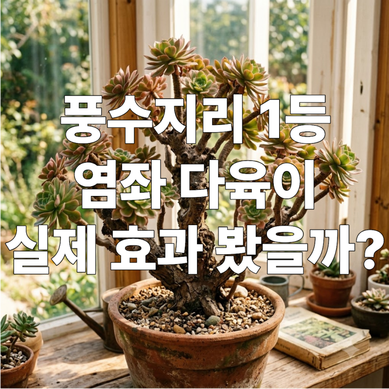 풍수지리 1등 다육이 염좌 우리집 어디에 두어야 효과 있을까?