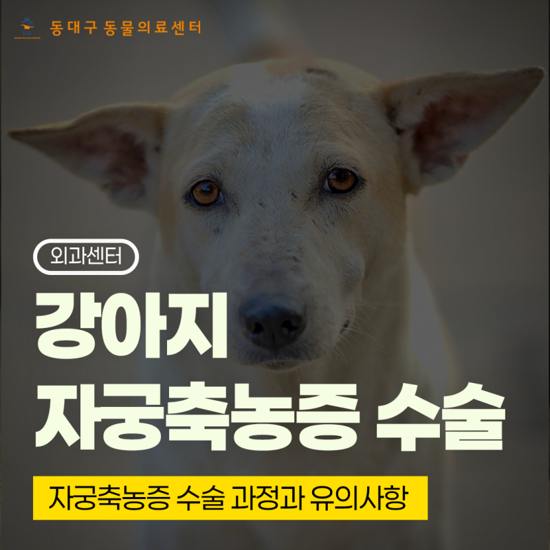 중년·노령 암컷 강아지 자궁축농증은 수술 못하나요?