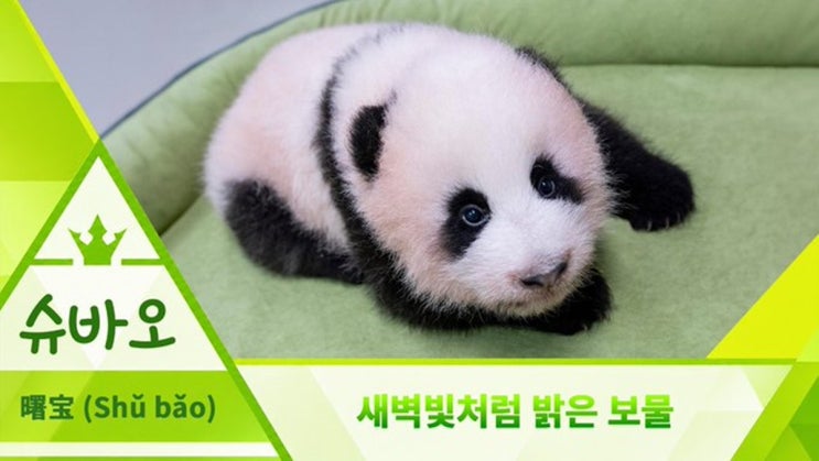'푸바오 막냇동생' 아기 판다, 이름 후보 중 '<b>슈바오</b>'로 결정…100일....