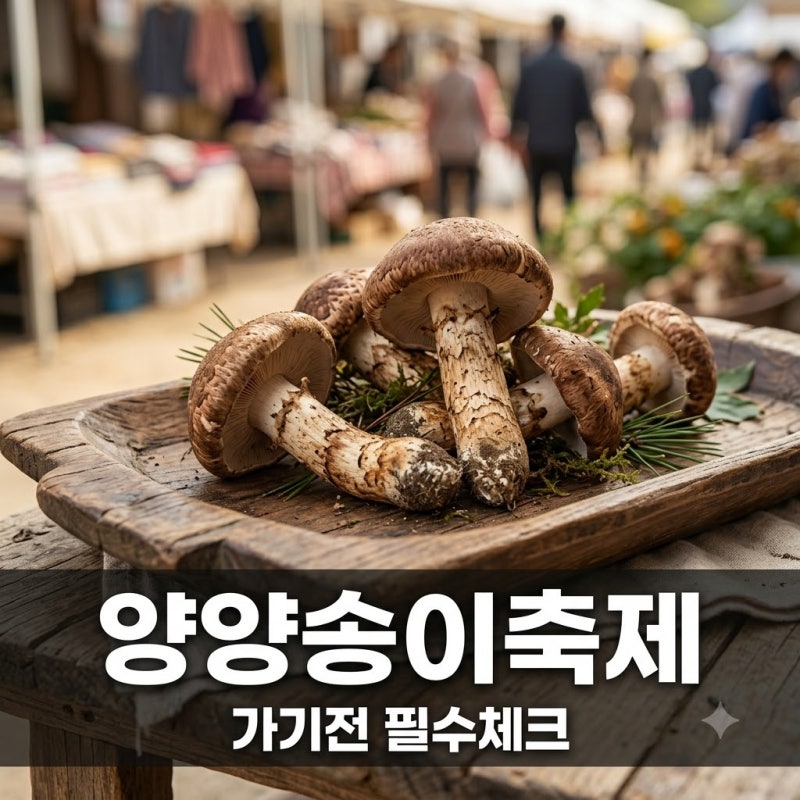 입장료는 공짜인데.. 2026 양양송이버섯축제 가기 전 꼭 체크해야 할 이것!
