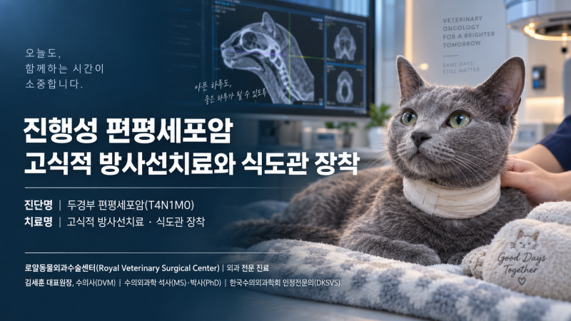 [Case Study] 고양이 후인두 편평세포암·림프절 전이, 식도관 장착과 고식적 방사선치료