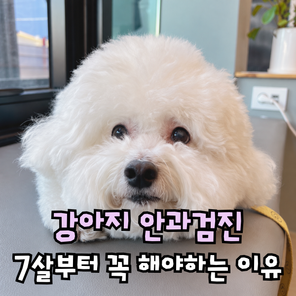 강아지 백내장 핵경화증 차이, 노견 안과 건강검진 주기는?
