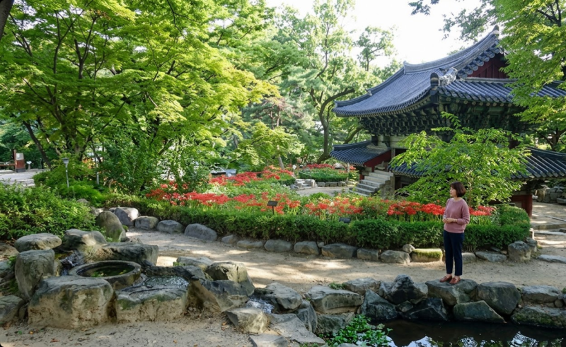 가을이 시작되는 소리, 성북동 길상사에서 만나는 붉은 꽃무릇 산책 코스