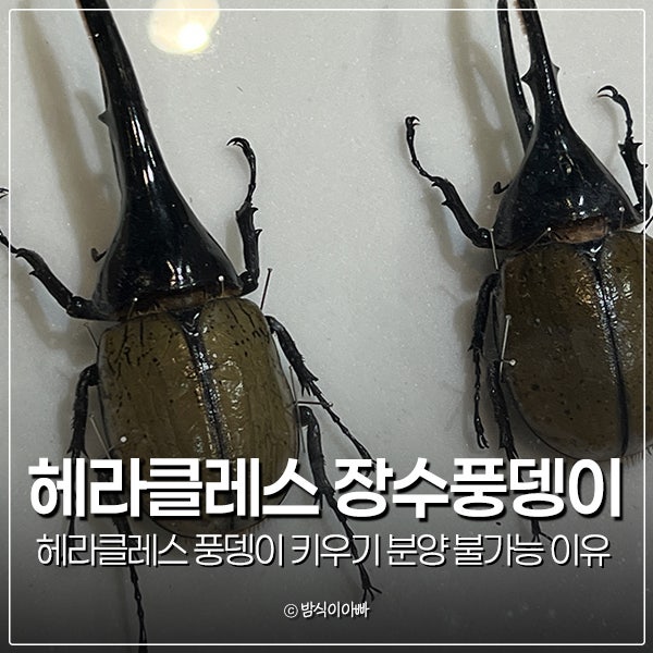 헤라클레스 장수풍뎅이 키우기 분양 불가능한 이유