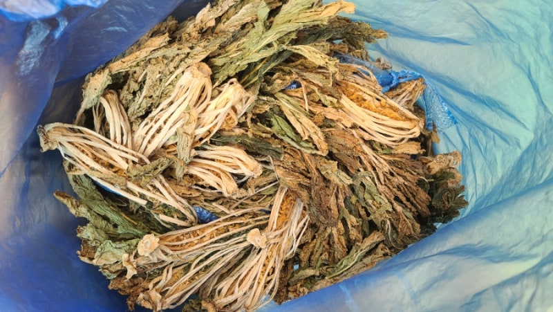 말린 무청시래기 삶는 법, 슬로우 푸드, 자연 재료 시래기
