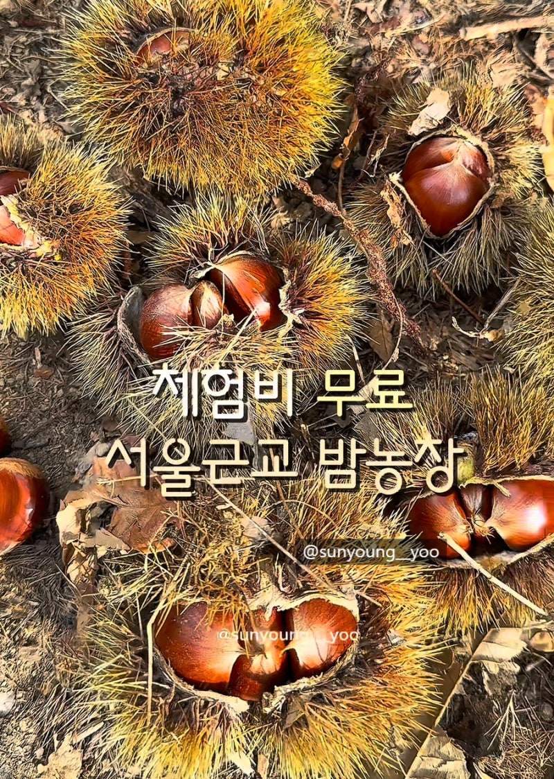 [체험비 무료/예약X] 서울 근교 가을 나들이, 안성 밤줍기 체험 준비물 및 꿀팁 총정리!(예약, ....