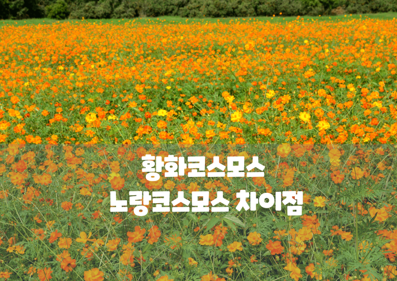 가을꽃 황화코스모스 노랑코스모스 차이점 및 전국 명소 총정리
