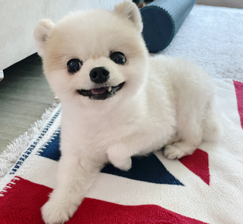 강아지 링웜 증상과 치료, 동그랗게 털이 빠진다면