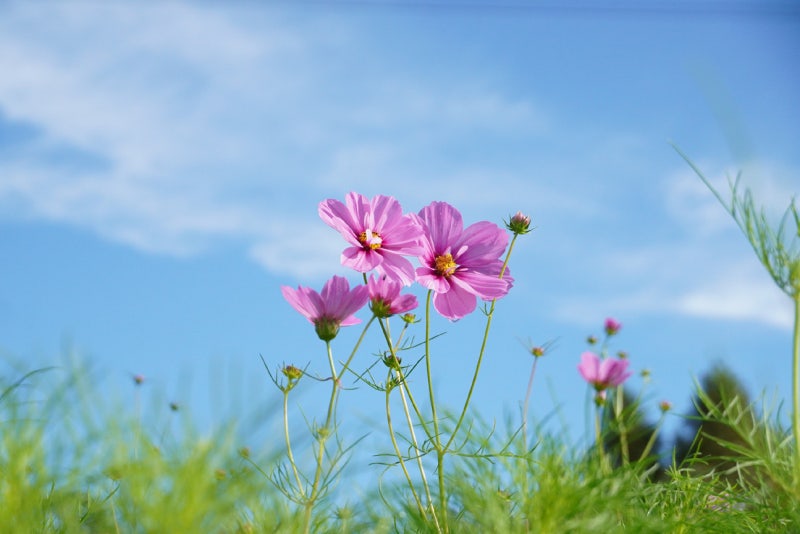 ♧ 인천대공원 어울 정원 코스모스 탐방 9월의 자연과 풍경~!!
