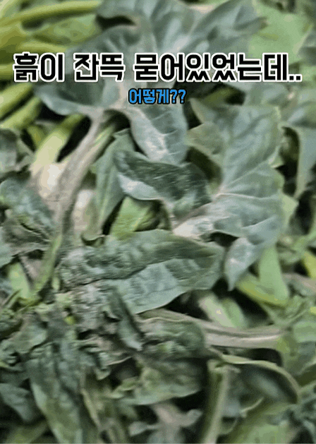 야채초음파세척기, 1~3분 만에 농약 싹 씻어내는 방법