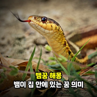 뱀꿈 해몽, 뱀이 집 안에 있는 꿈 색깔별 상황별 의미