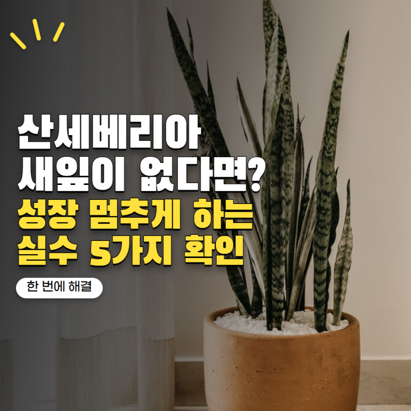 산세베리아 키우기 새잎이 안 나온다면? 성장 멈추게 하는 관리 실수 5가지