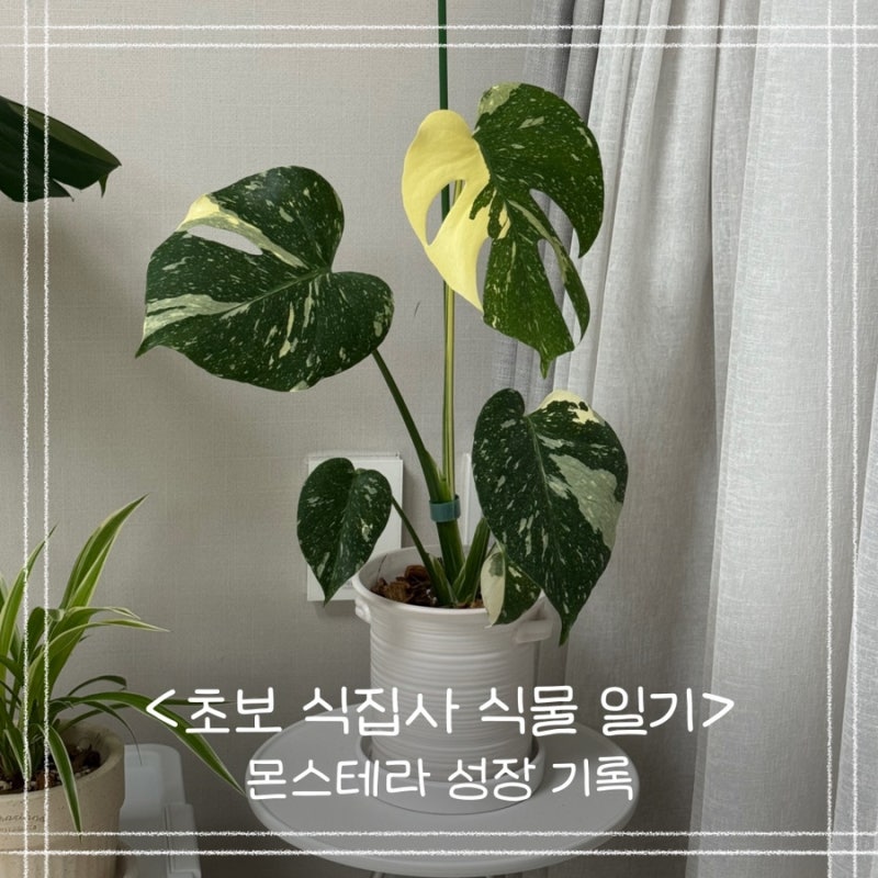 초보 식집사 식물 일기 ep.9 몬스테라 성장 기록_ 신엽, 물꽂이 후기