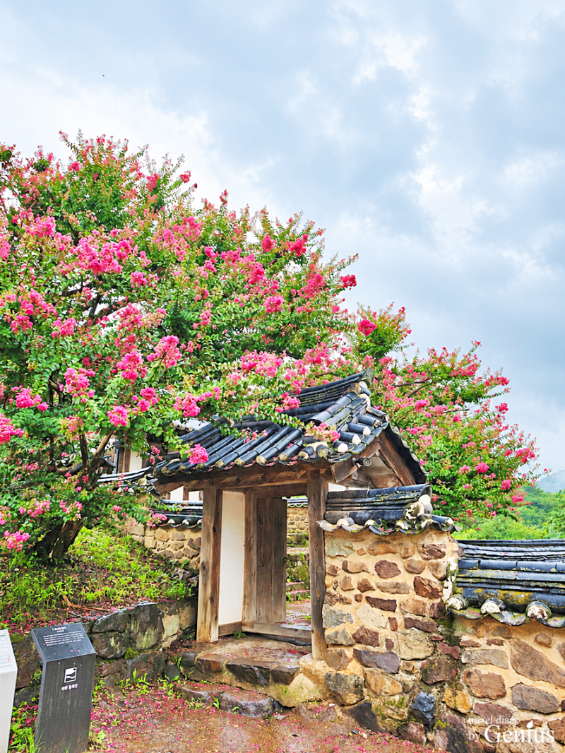 경북 안동여행 안동 가볼만한곳 배롱꽃 보러 다시 찾은 배롱나무 명소 병산서원