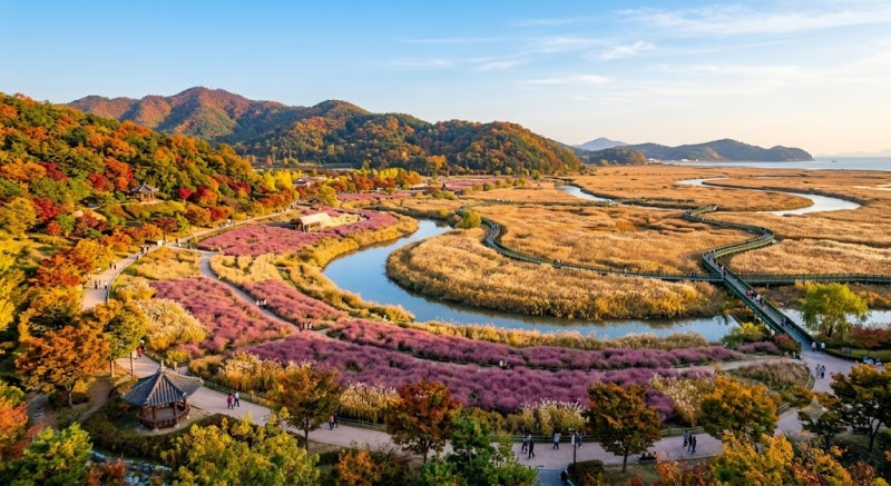 가을 순천만국가정원, 핑크뮬리와 국화 그리고 갈대가 만드는 대한민국 1호 정원 산책
