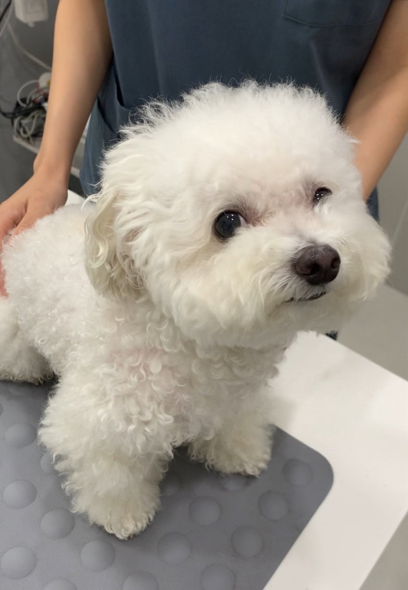 강아지 광견병 예방접종 주사 필수일까? 부작용은?
