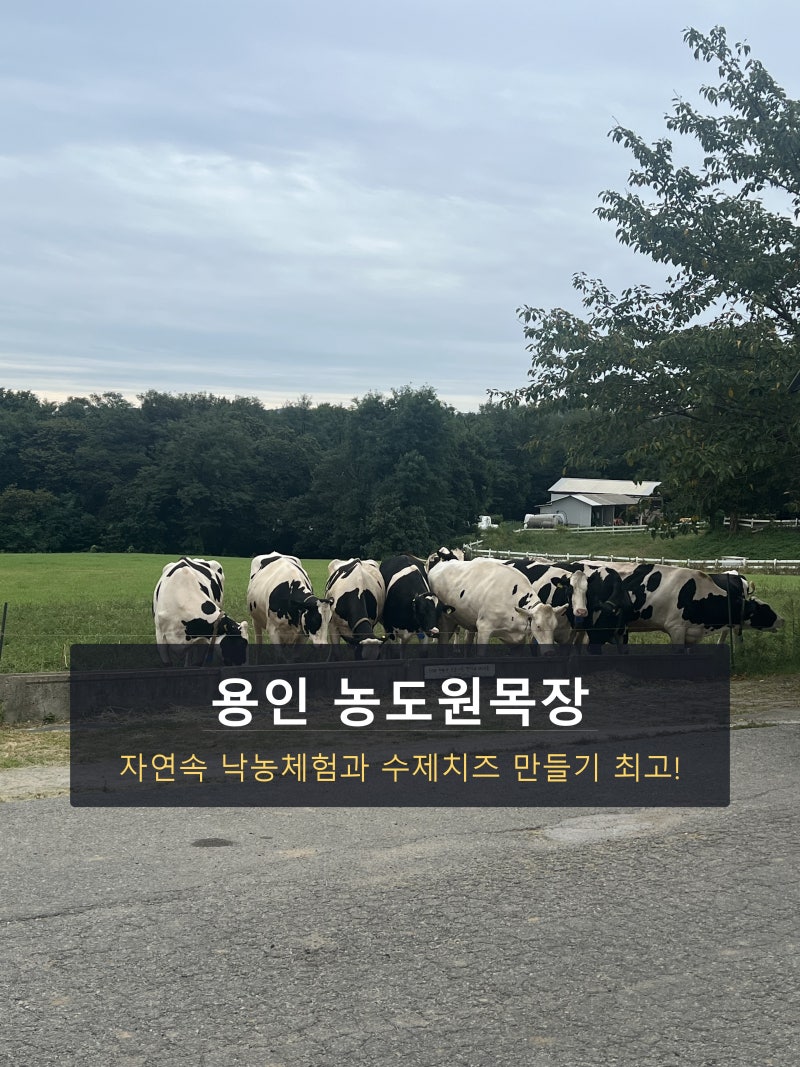 용인 농도원목장 예약 성공